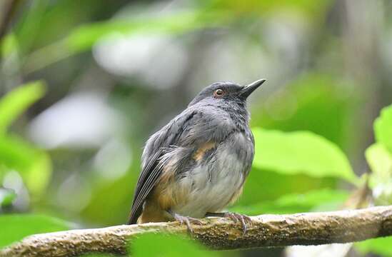 Image of Nilgiri Blue Robin