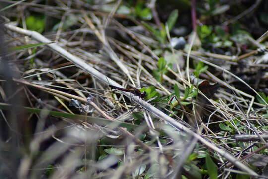 Image of Little Blue Dragonlet