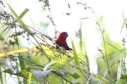 Sivun Pyrenestes sanguineus Swainson 1837 kuva