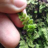 Image of Hymenophyllum fendlerianum Sturm