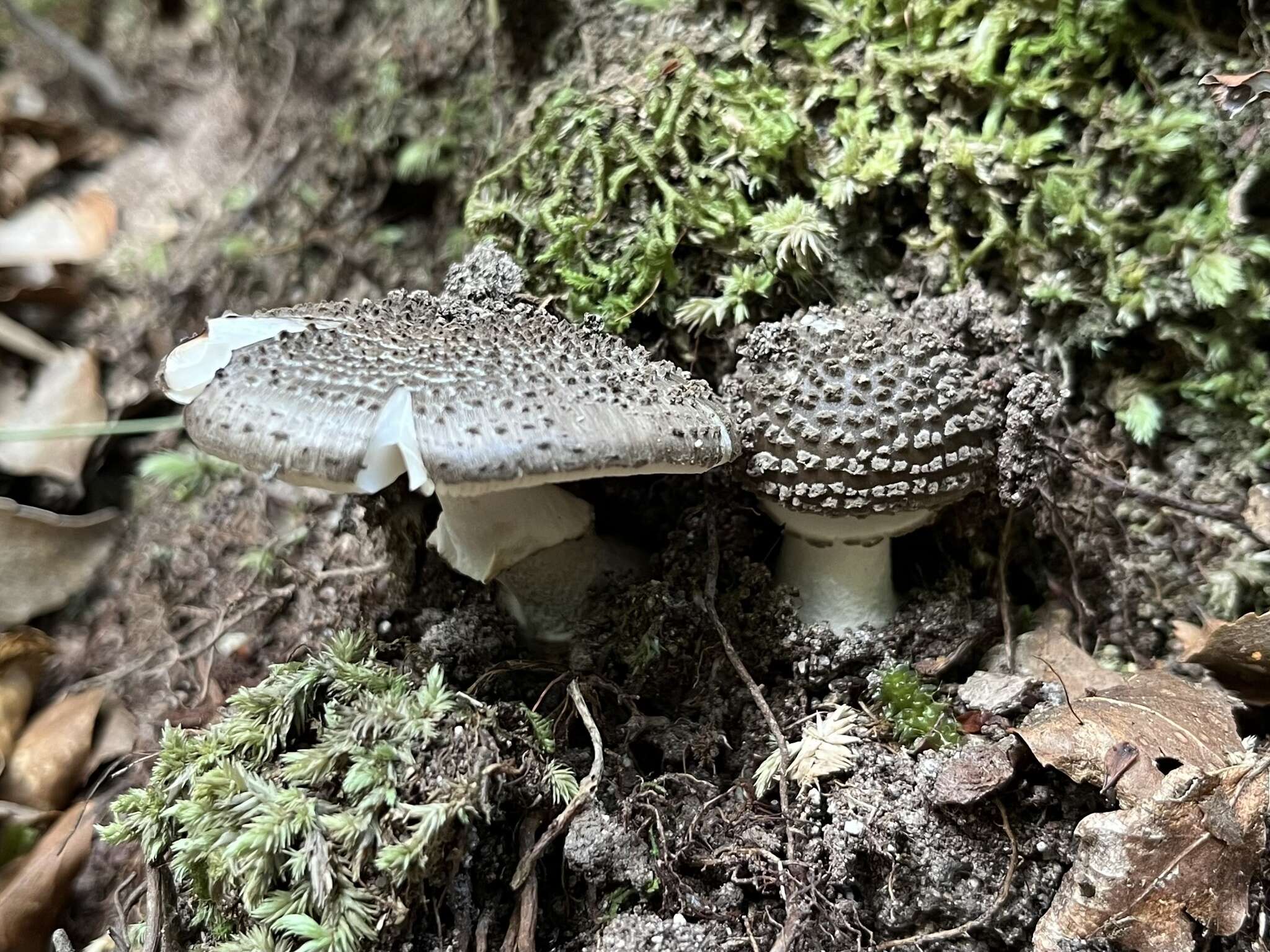 Plancia ëd Amanita karea G. S. Ridl. 1991