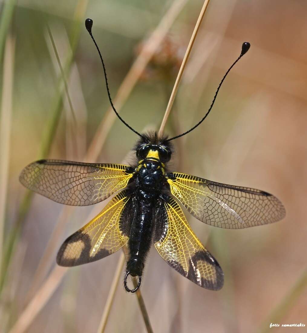 Image of Libelloides rhomboideus cretensis (van der Weele 1909)