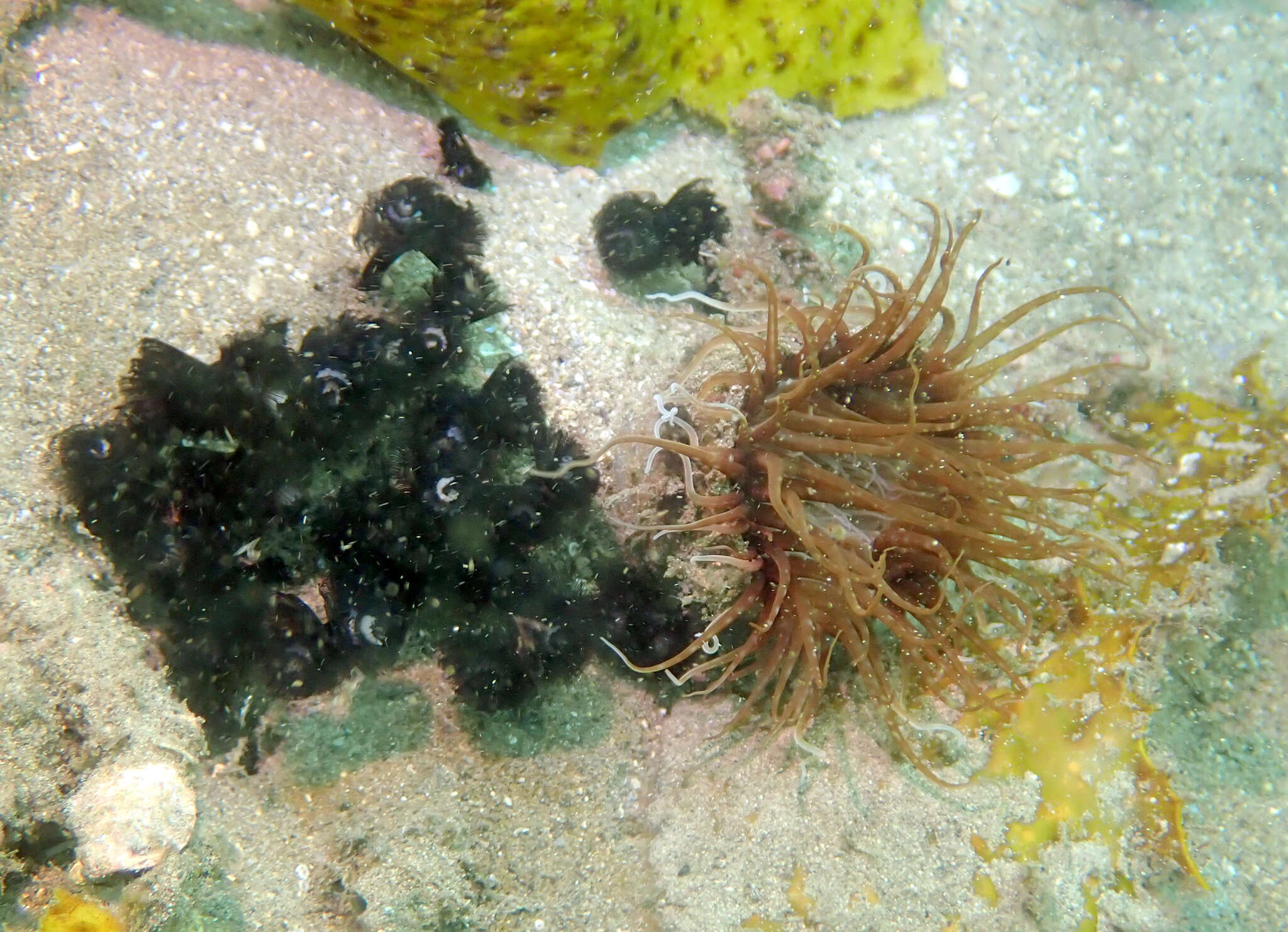 Image of Brown whirl tubeworm