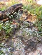 Image of pineland nailwort