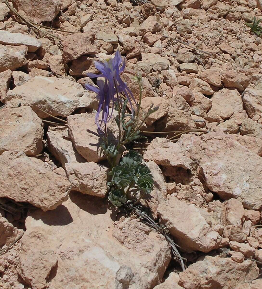 Image of Utah columbine