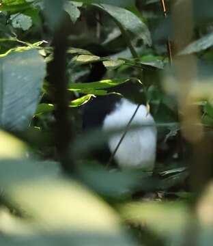 Image of Pale-winged Trumpeter