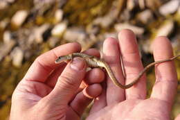 Image of Amur grass lizard