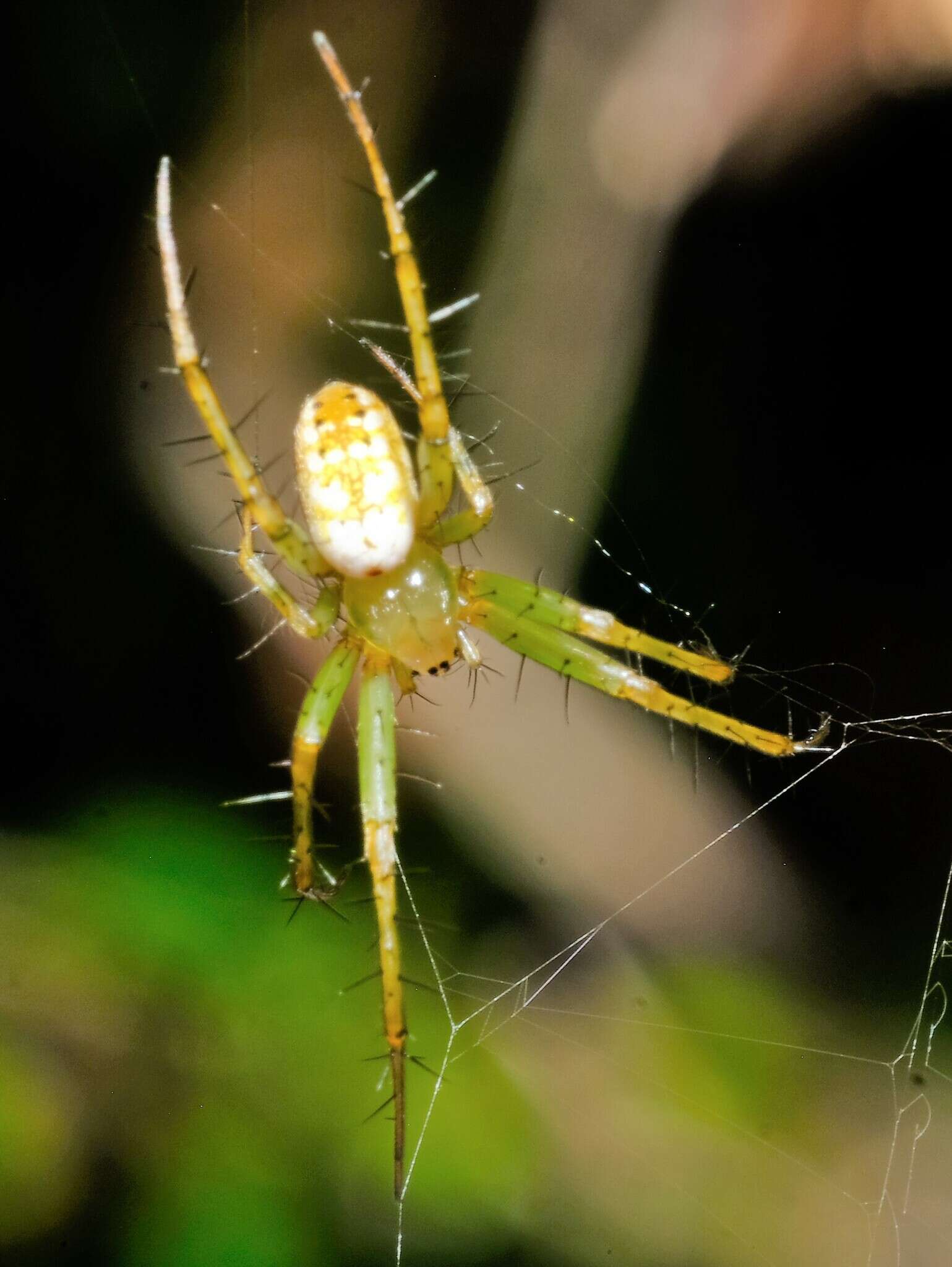 Sivun Mangora spiculata (Hentz 1847) kuva