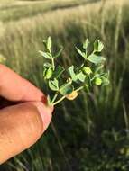 Image of mountain spurge