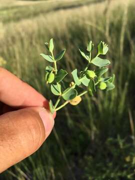 Sivun Euphorbia chamaesula Boiss. kuva