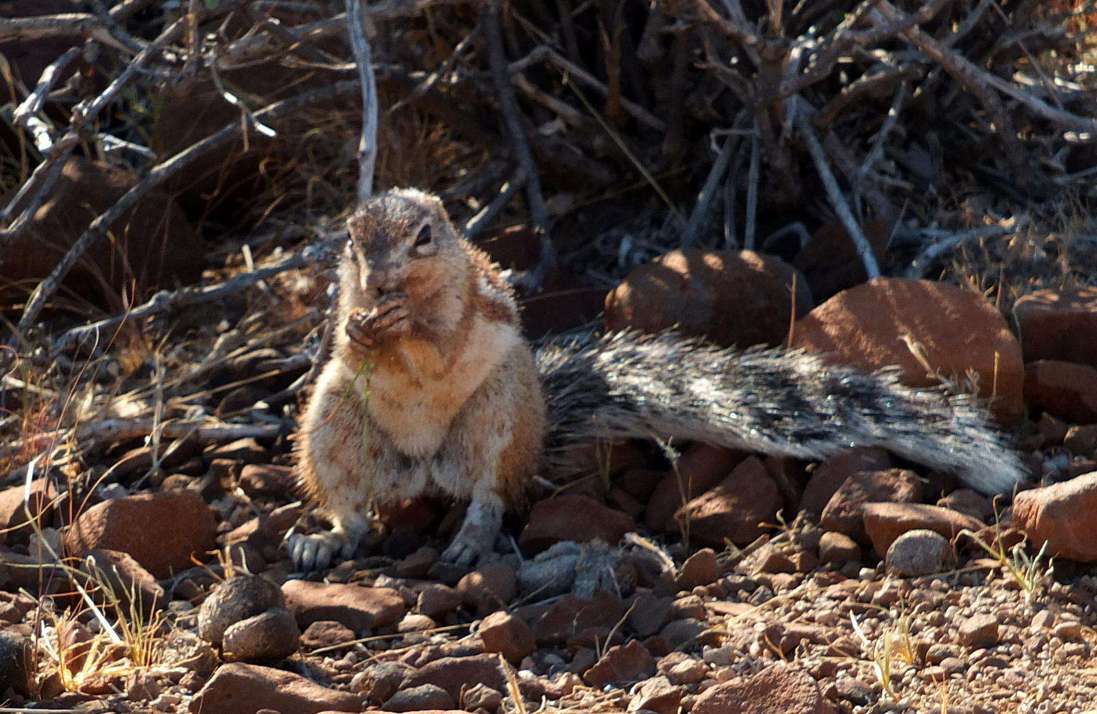 Image of Geosciurus princeps