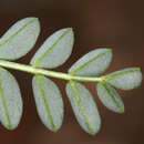 Image of Astragalus curvicarpus var. curvicarpus