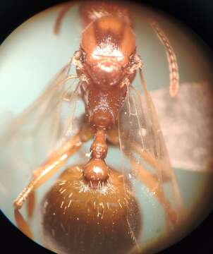 Image of Aphaenogaster syriaca Emery 1908