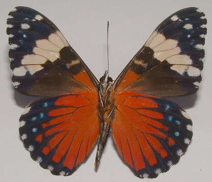 صورة Hamadryas amphinome mexicana Lucas 1853