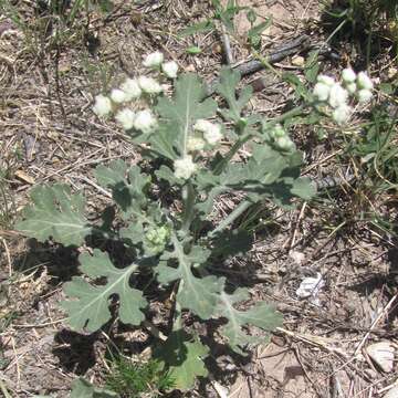 Image of Gray's feverfew