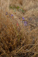 Image of Hooveria purpurea var. reducta