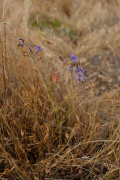 Image of Hooveria purpurea