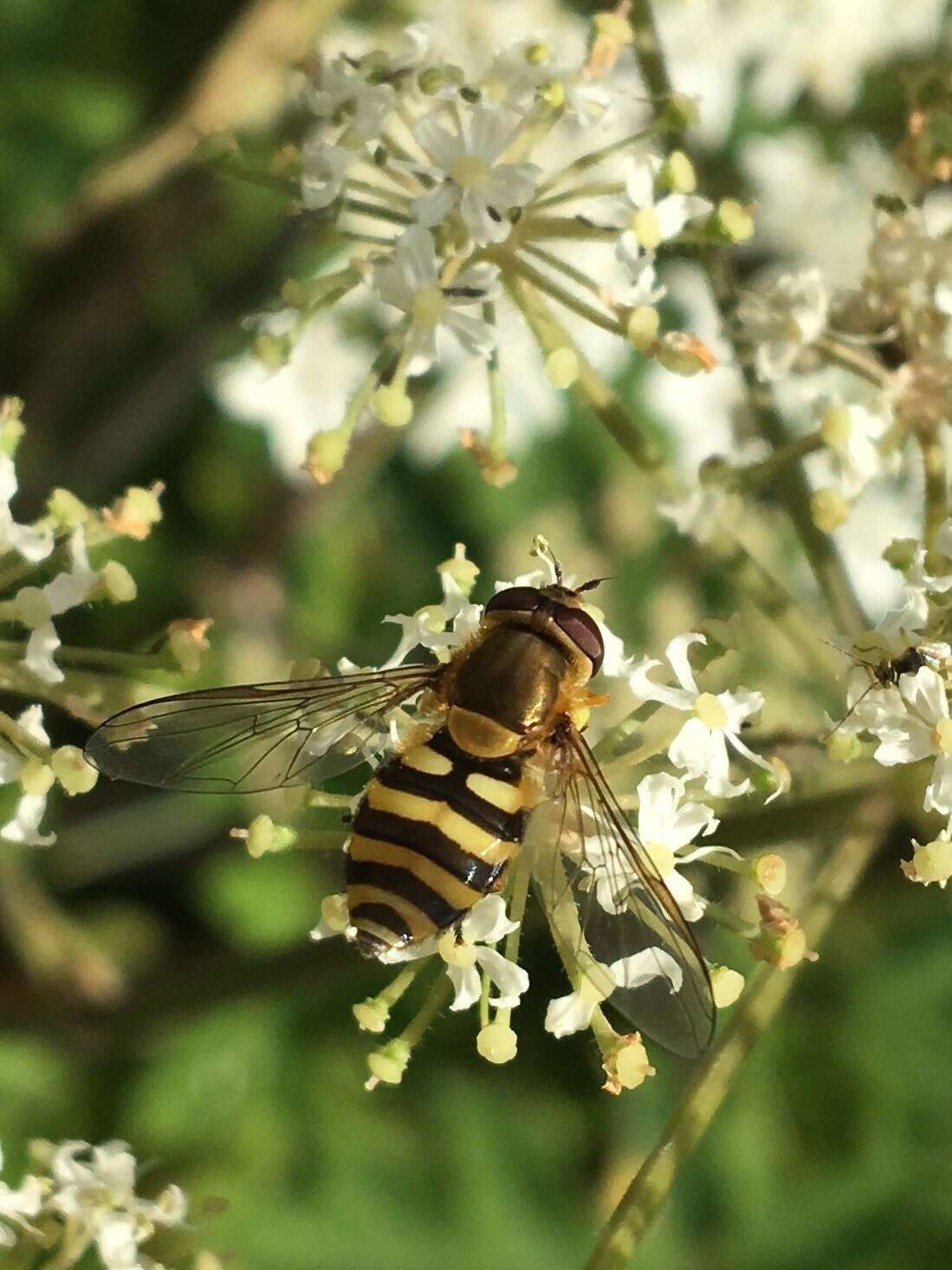 Image de Syrphus ribesii (Linnaeus 1758)