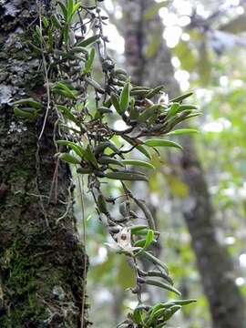 Plancia ëd Homalopetalum pachyphyllum (L. O. Williams) Dressler