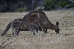 Image of Tasmanian forester kangaroo