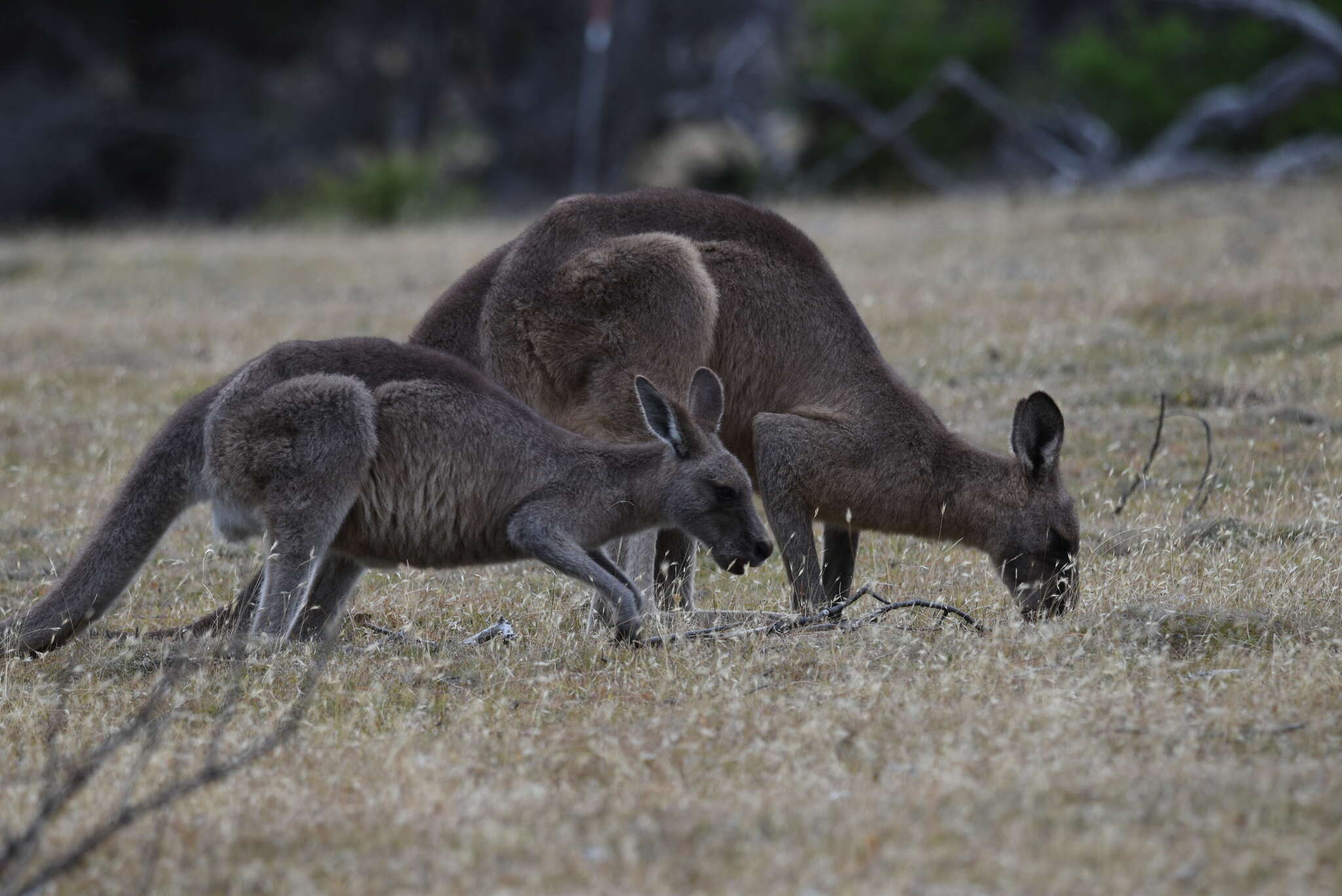 Image of Tasmanian forester kangaroo