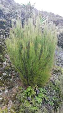 Image of Dracophyllum filifolium Hook. fil.