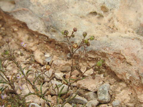 Image de Spergularia diandra (Guss.) Heldr.