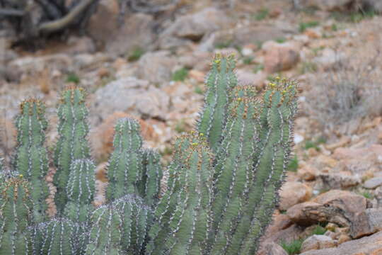 Image of Euphorbia virosa subsp. virosa