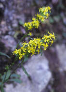 Image of Solidago virgaurea subsp. asiatica (Nakai ex Hara) Kitam. ex Hara