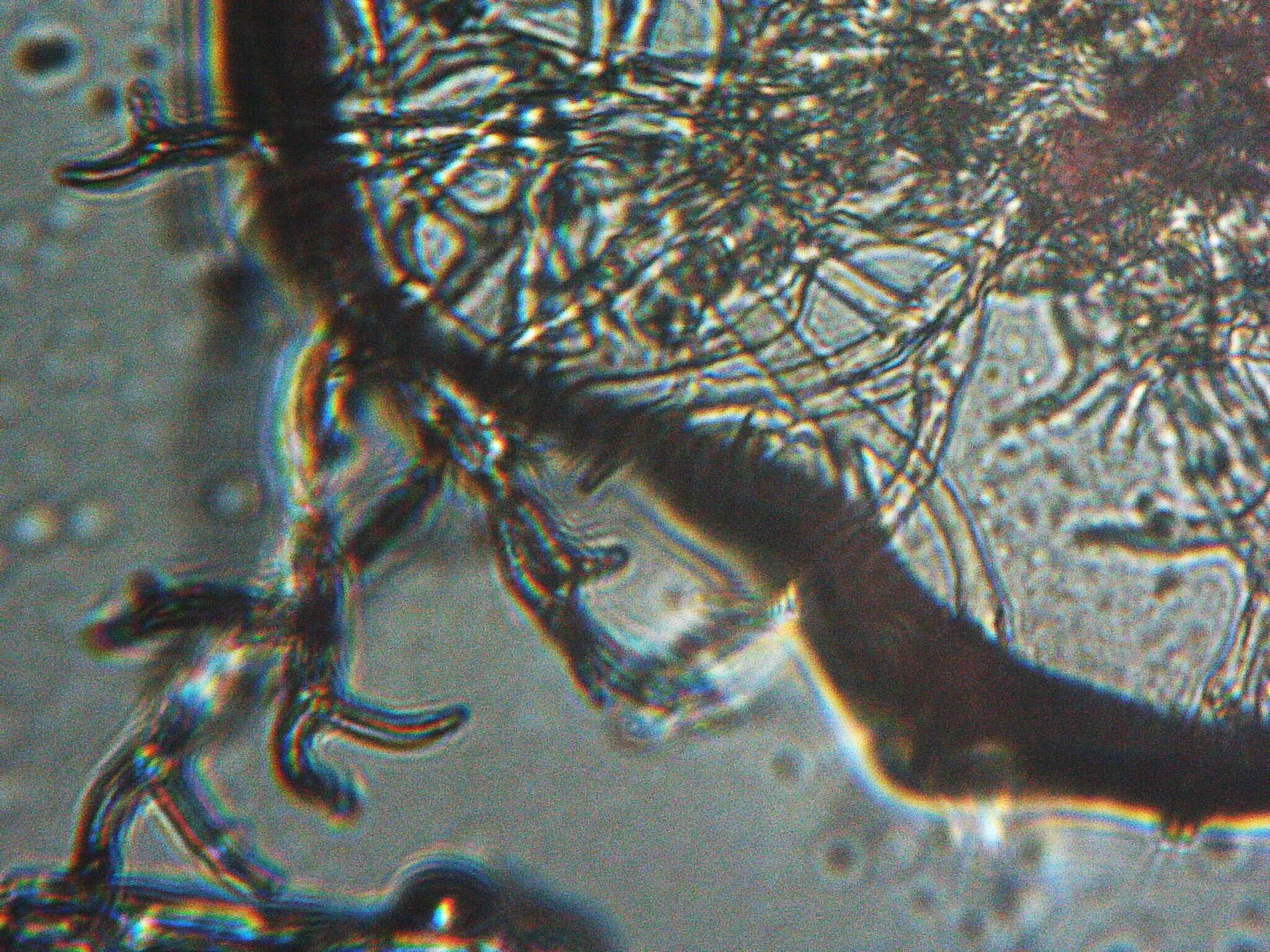 Image of Peronospora alsinearum