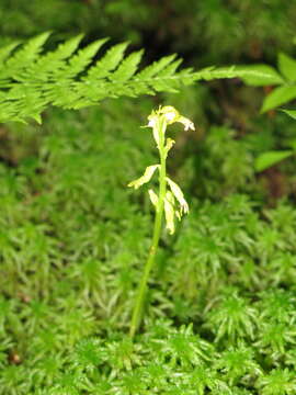 Image of Yellow coralroot