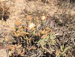 Image of Drosanthemum papillatum L. Bol.