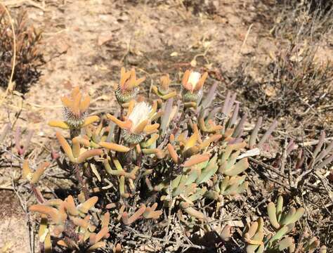 Imagem de Drosanthemum papillatum L. Bol.