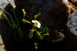 Sivun Oxalis hirsutibulba Dreyer, Roets & Oberl. kuva