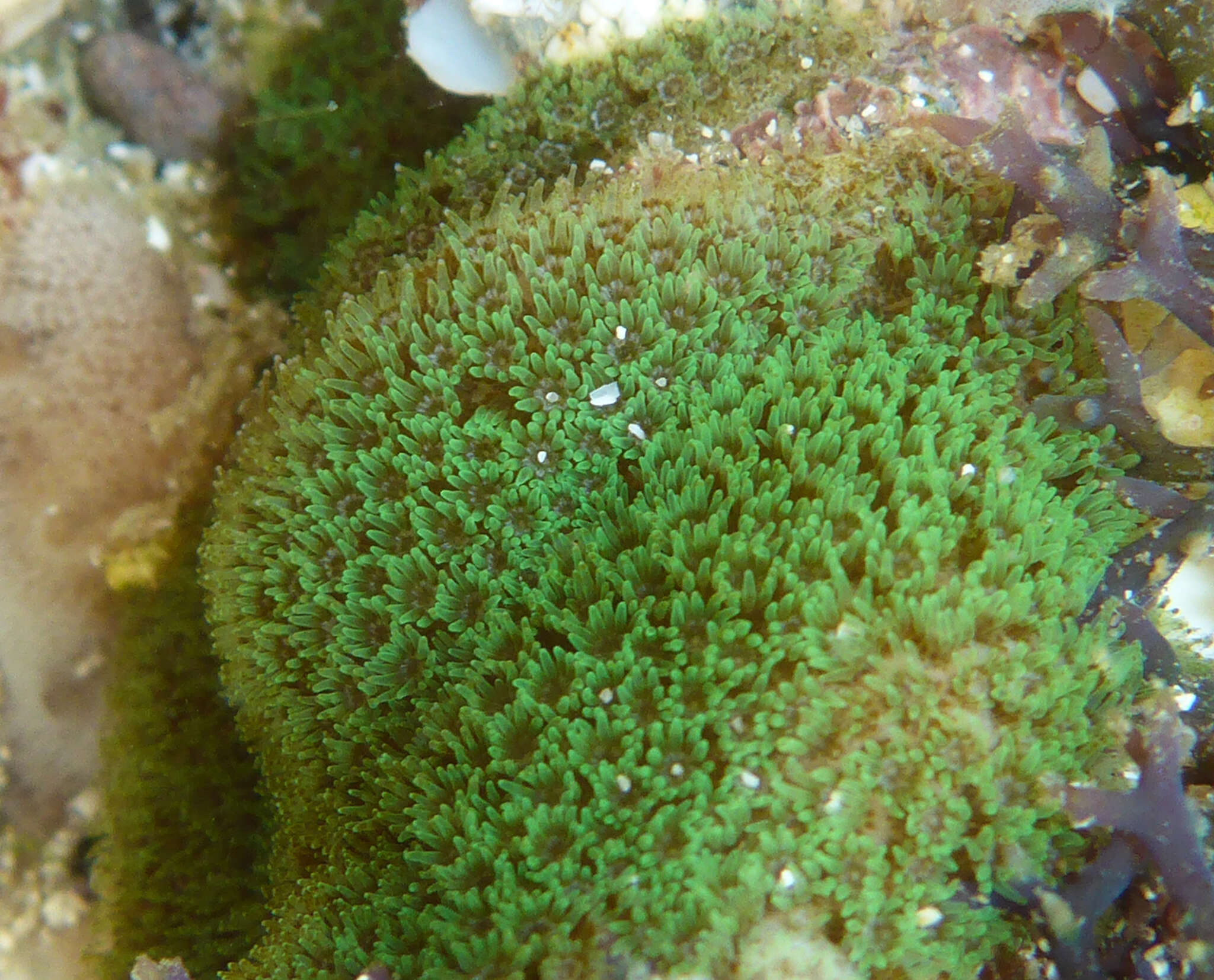 Image of hump coral