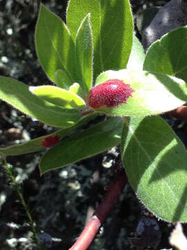 Image of Manzanita Leaf Gall Aphid