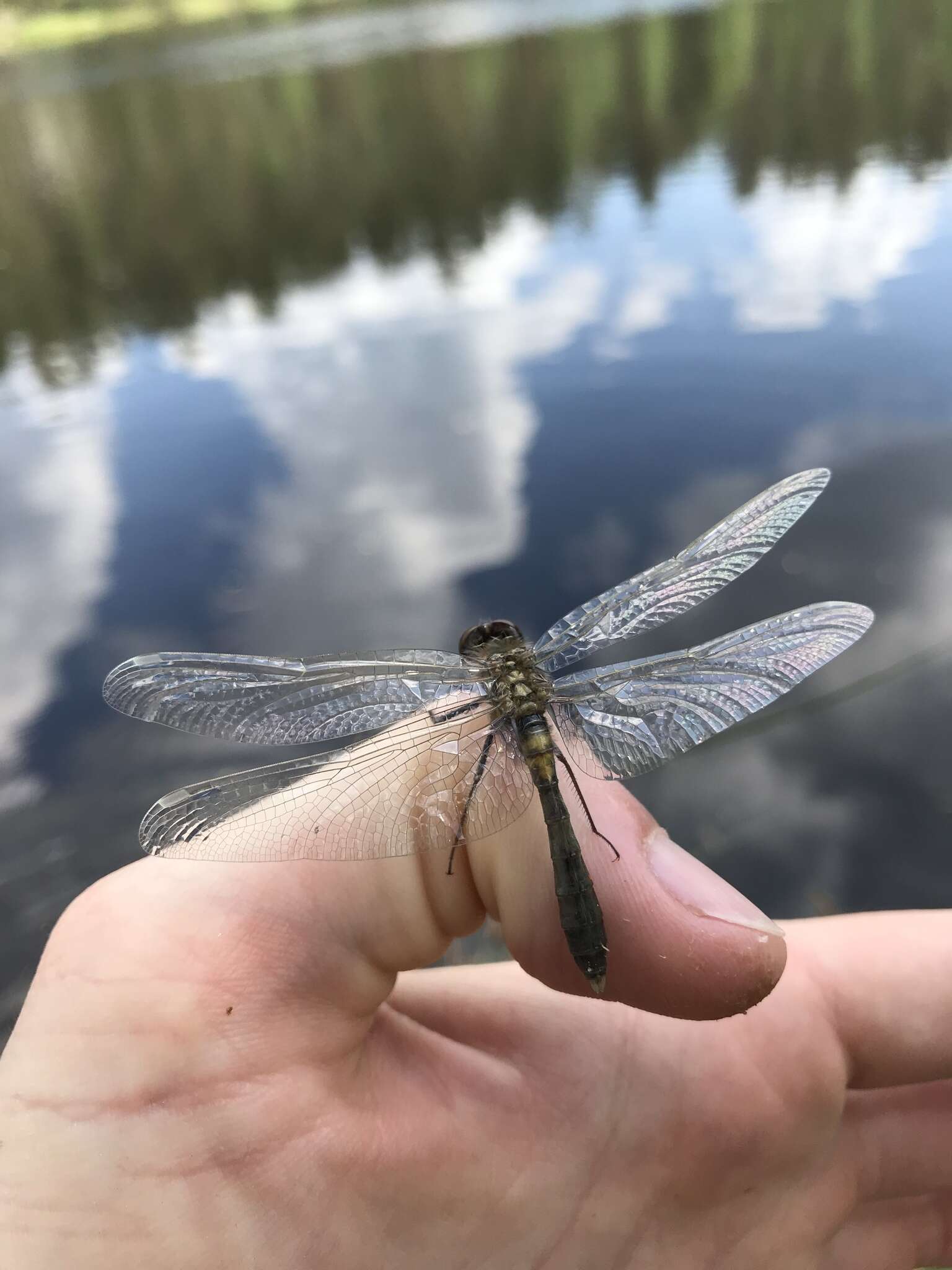 Leucorrhinia caudalis (Charpentier 1840) resmi