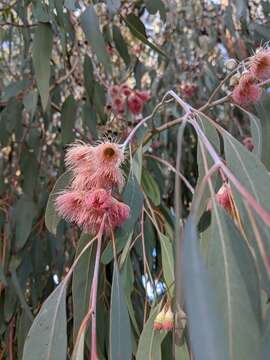 Слика од Eucalyptus sideroxylon A. Cunn. ex Woolls