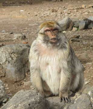 Image of Barbary Ape