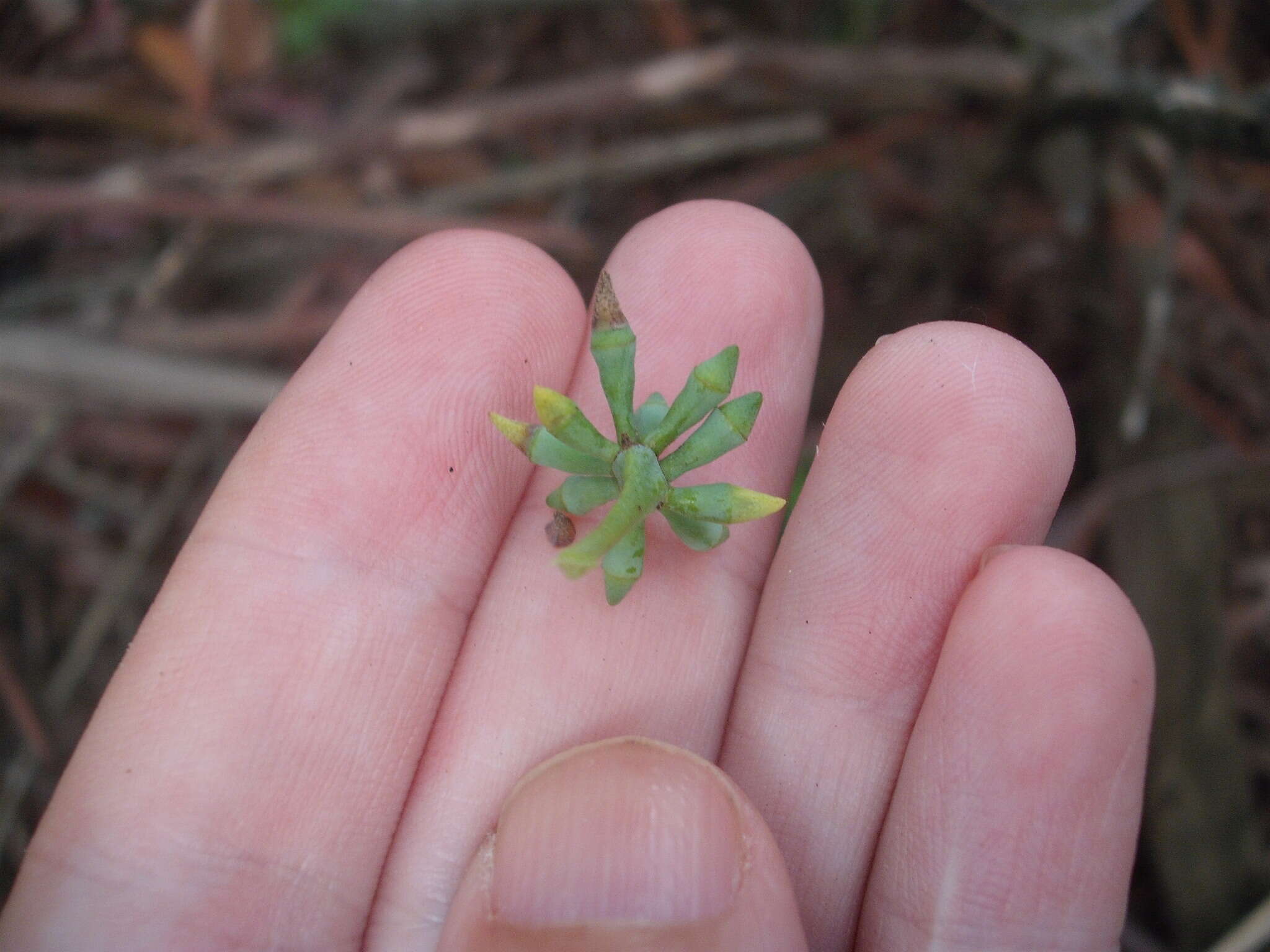 Слика од Eucalyptus saligna Sm.