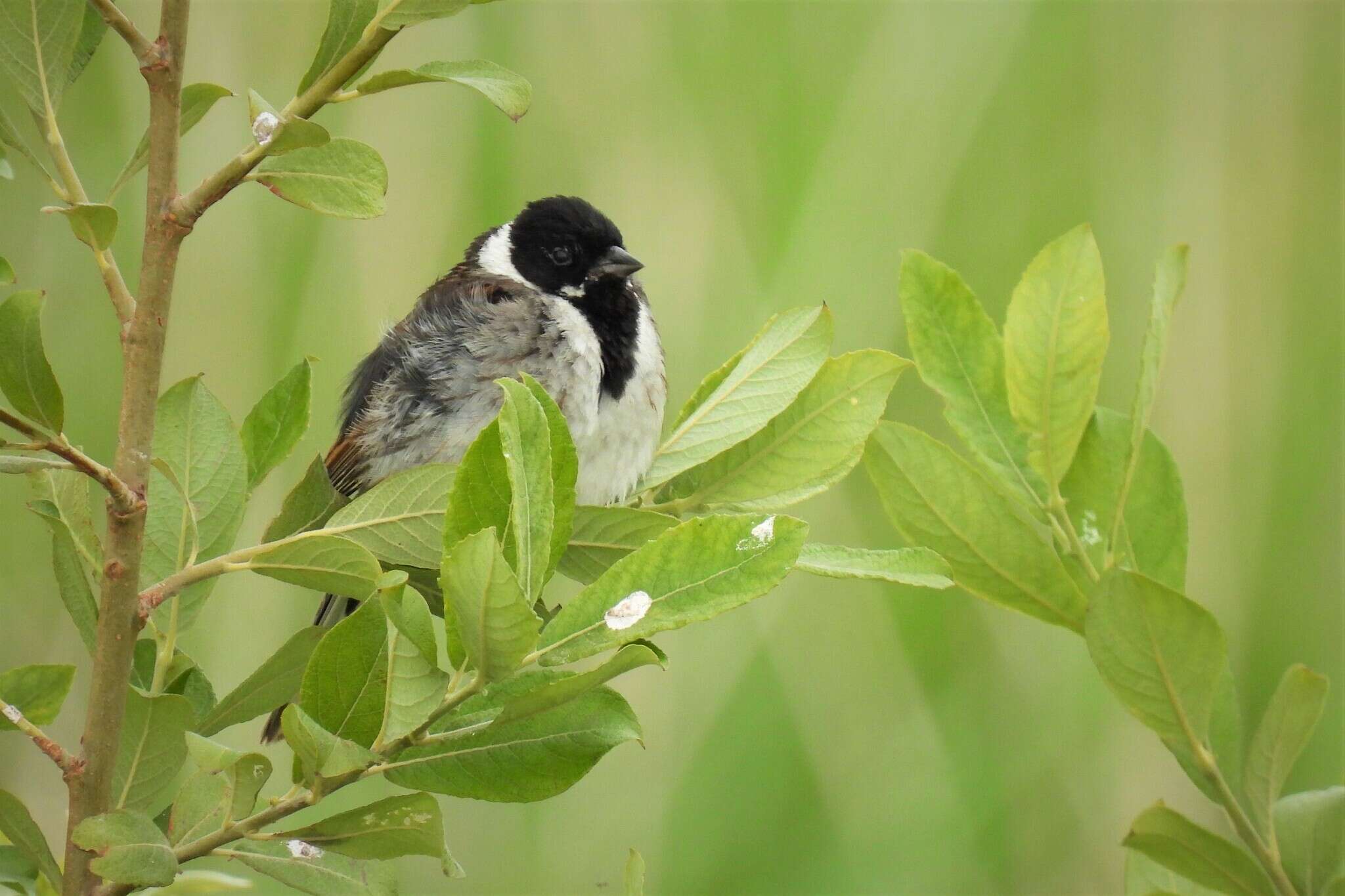 Image of Northern Reed Bunting