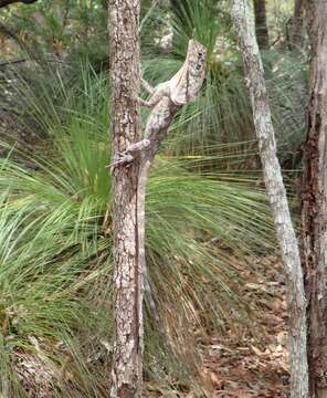 Image of Frilled Lizard