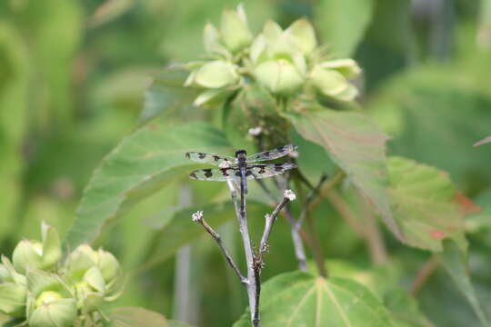 Imagem de Celithemis fasciata Kirby 1889