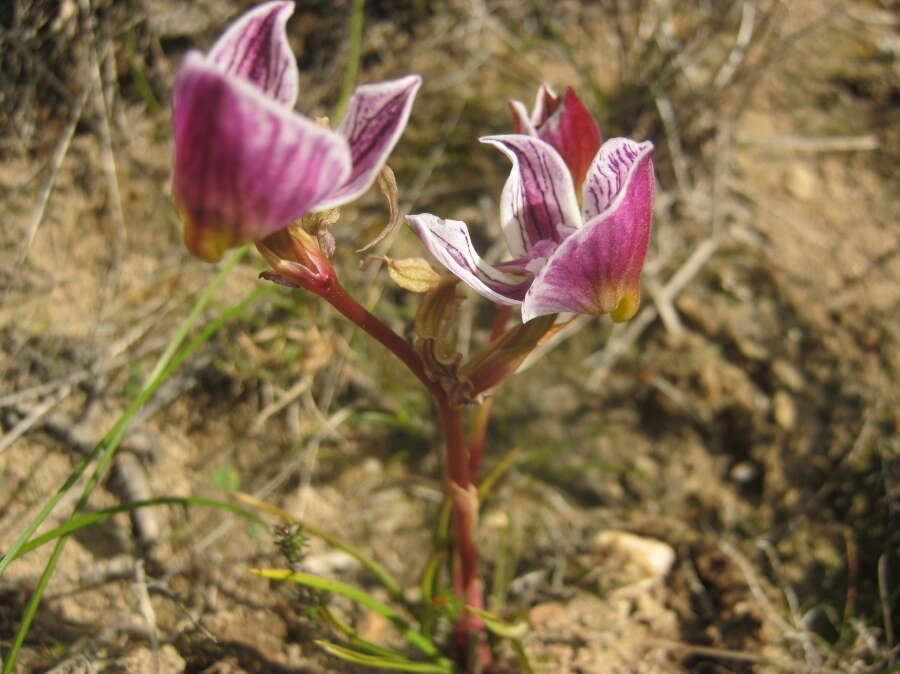 Disa spathulata subsp. tripartita (Lindl.) H. P. Linder resmi