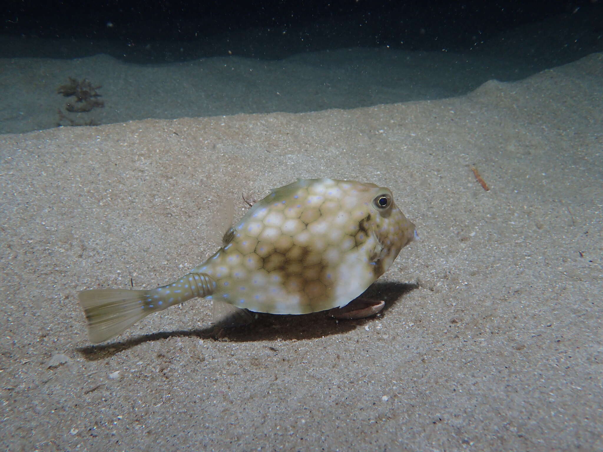 Image of Smallspine turretfish