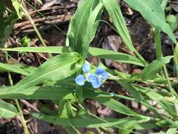 Imagem de Commelina cyanea R. Br.