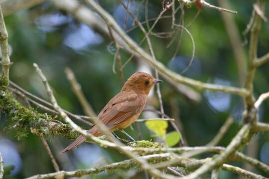 Image of Rufous Mourner