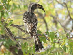 Image of Lophoceros nasutus nasutus (Linnaeus 1766)