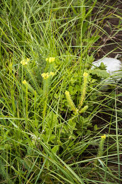 Image of Euphorbia natalensis Bernh. ex C. Krauss