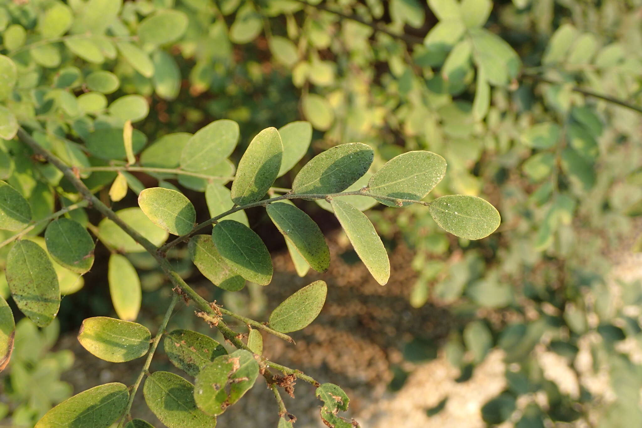 Image de Phyllanthus reticulatus Poir.